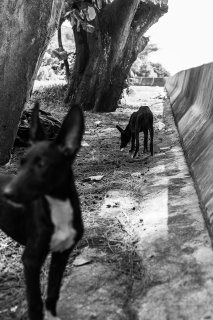 Vies de chiens #18