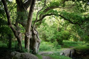 Têtes de bois #01