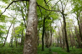 Têtes de bois #03