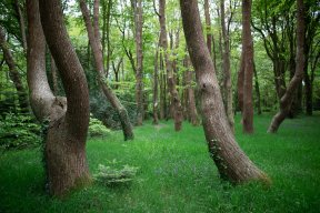 Têtes de bois #04