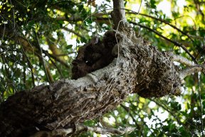 Têtes de bois #13
