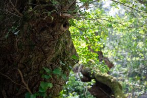 Têtes de bois #14