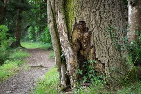 Têtes de bois #15