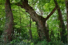 Têtes de bois #19