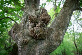 Têtes de bois #22