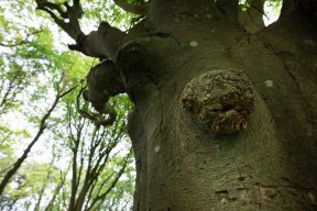 Têtes de bois #23