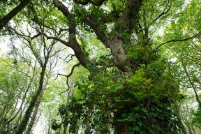 Têtes de bois #24