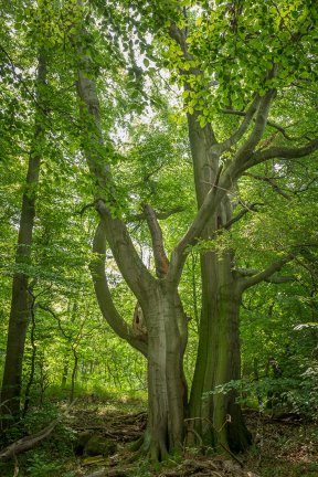 Têtes de bois #06