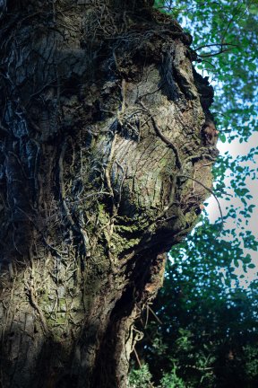 Têtes de bois #12