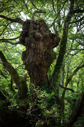 Têtes de bois #16