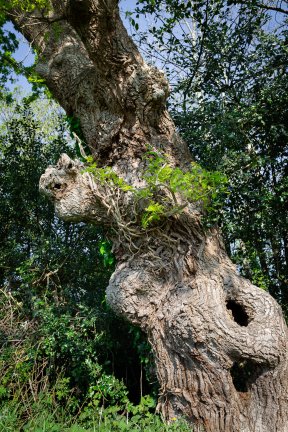 Têtes de bois #17