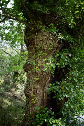 Têtes de bois #18
