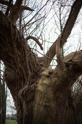 Têtes de bois #21