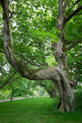 Têtes de bois #27