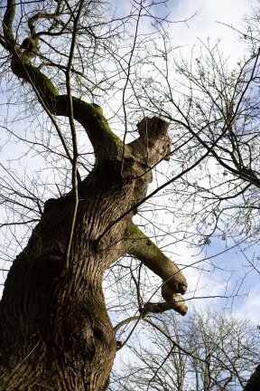 Têtes de bois #29