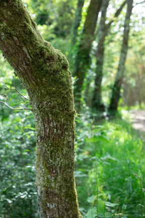 Têtes de bois #30
