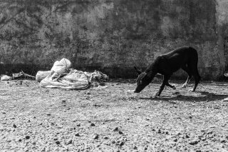 Vies de chiens #06