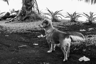 Vies de chiens #07
