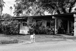 Vies de chiens #09