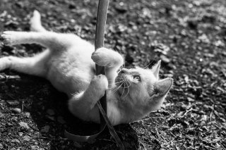 Vies de chiens #15