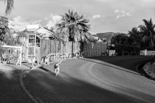 Vies de chiens #16