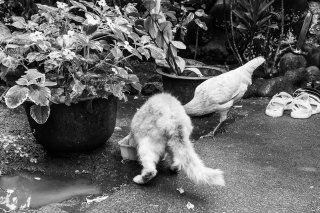 Vies de chiens #19