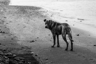 Vies de chiens #24